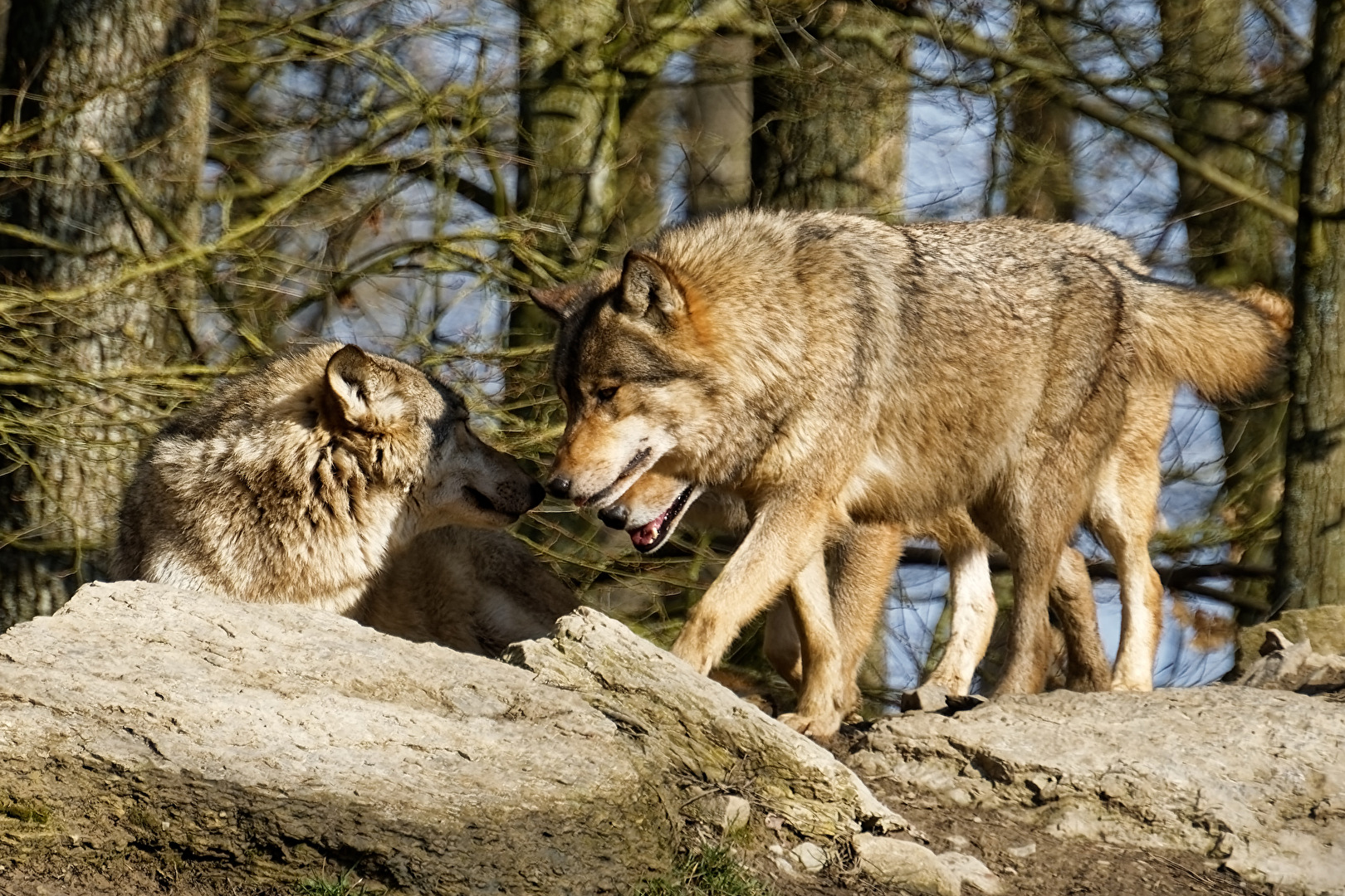 Timberwolf