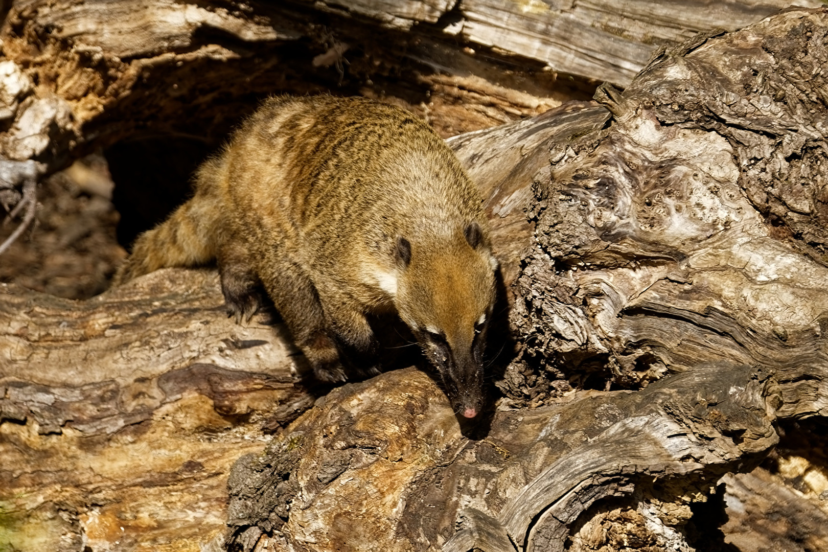 Nasenbär