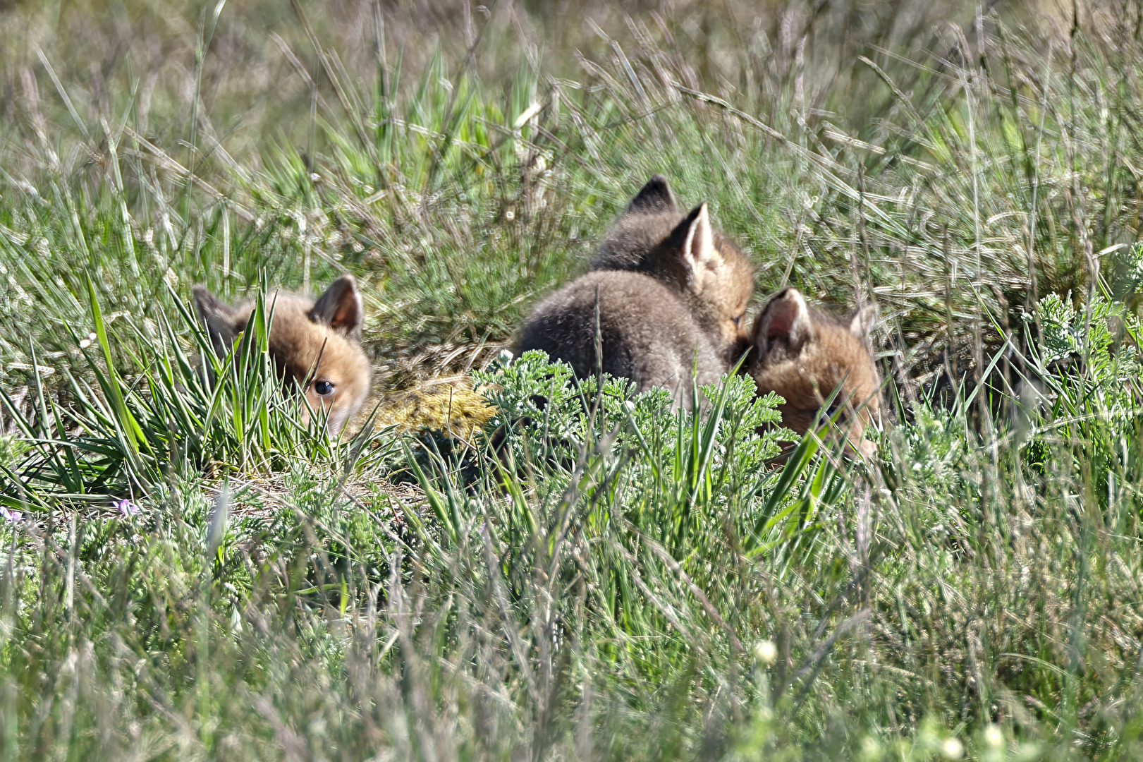 Rotfuchs Welpen