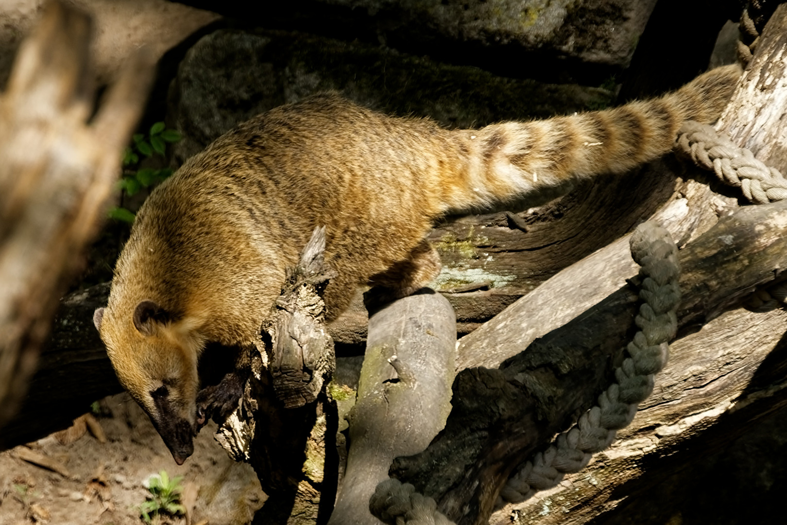 Nasenbär