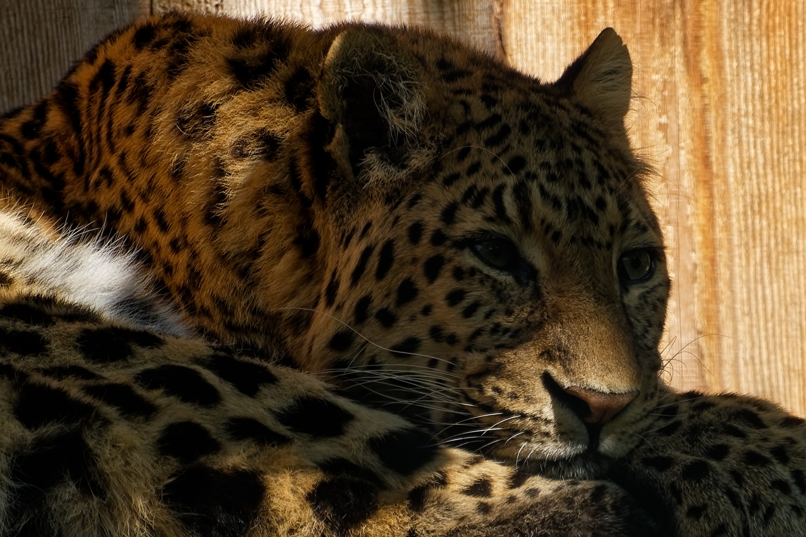 China.Leopard