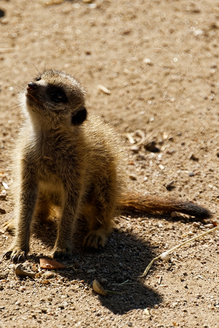Erdmännchen