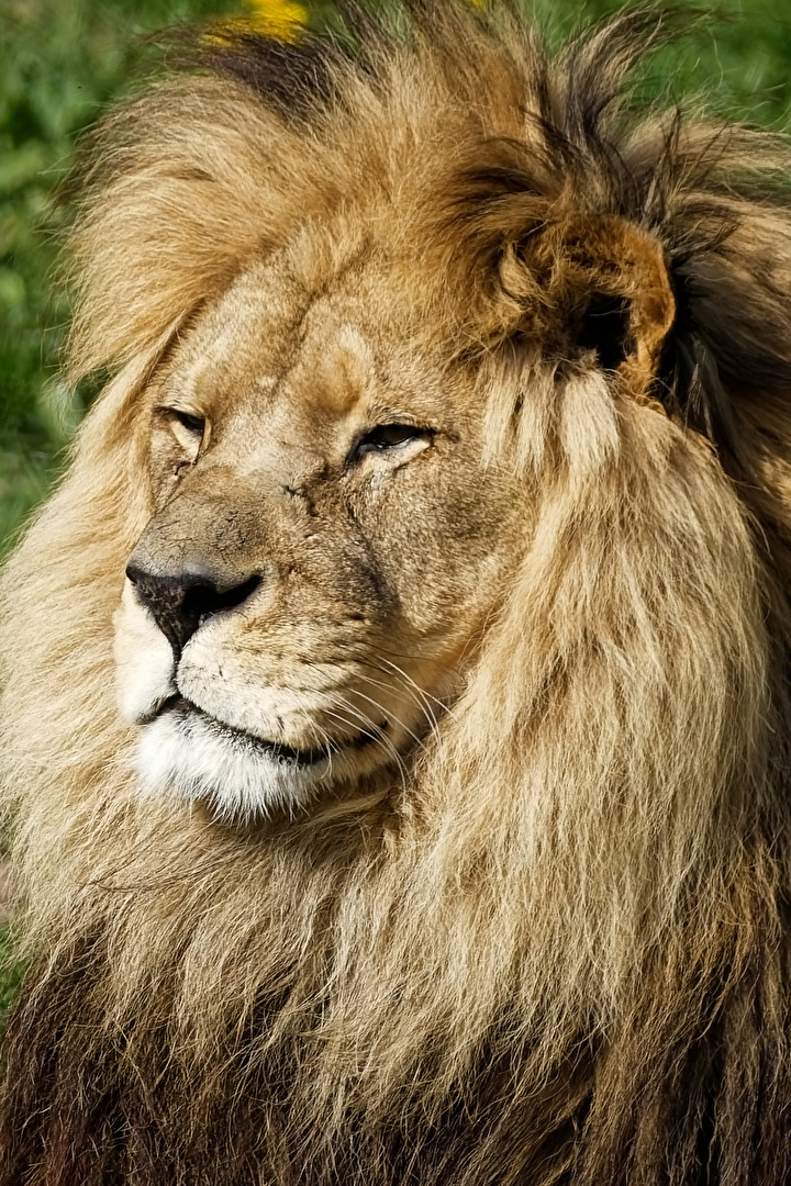 Löwe