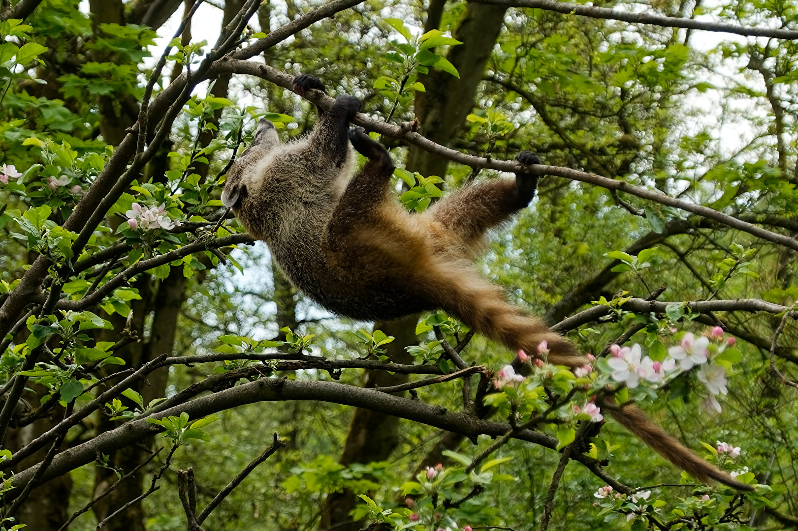 Nasenbär