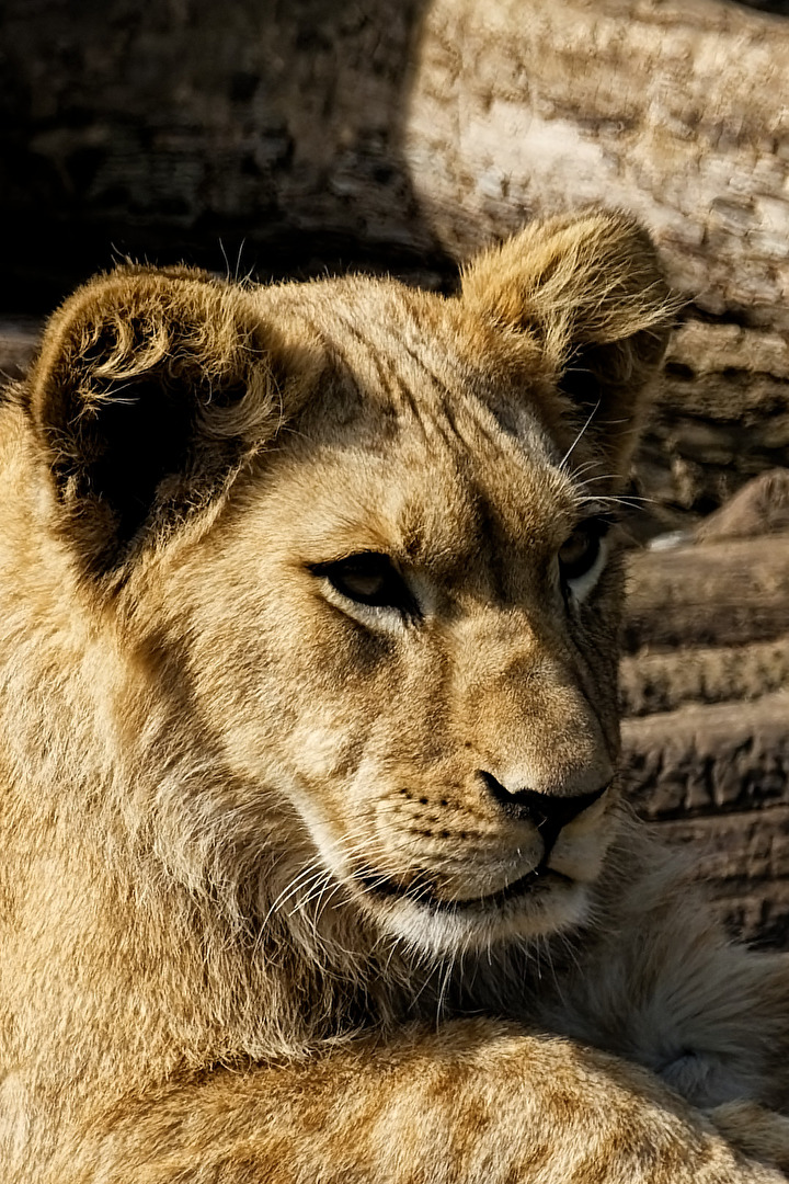 junger Löwe