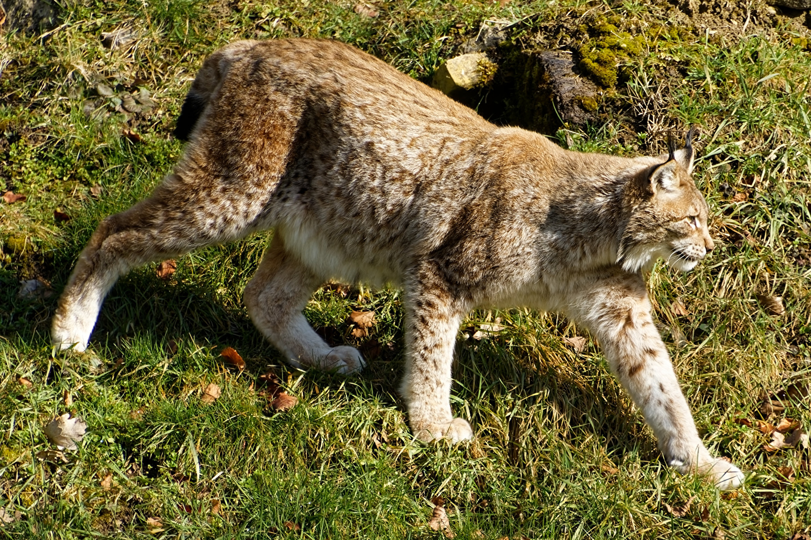 Luchs