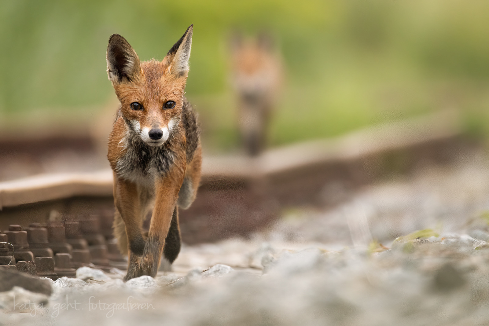 Fuchsfähe mit 3 Jungfüchsen