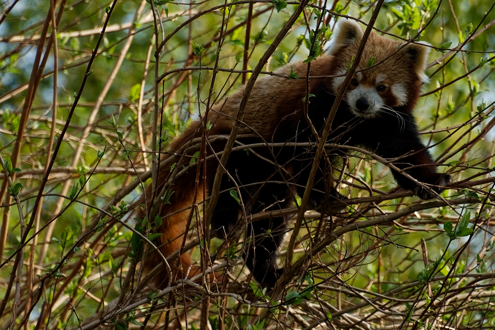 Roter Panda  ( Katzenbär )