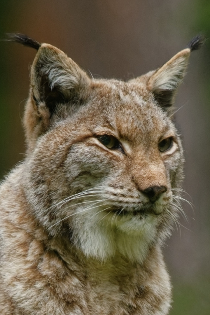 Luchs