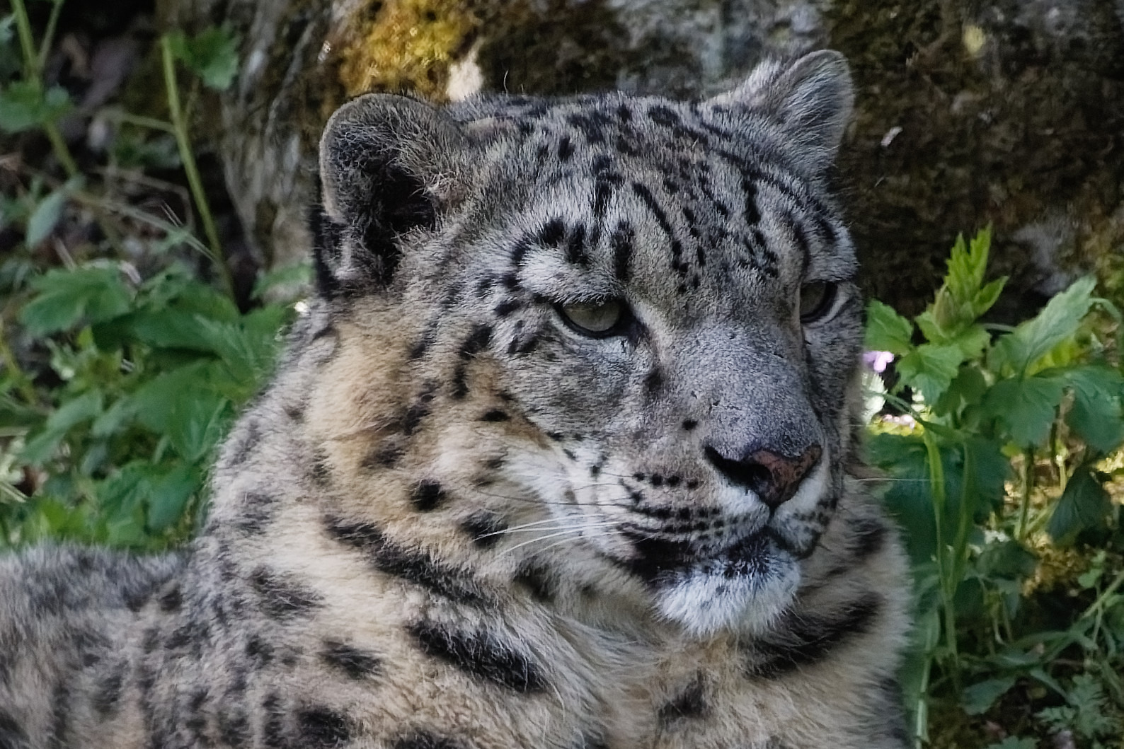 Schneeleopard