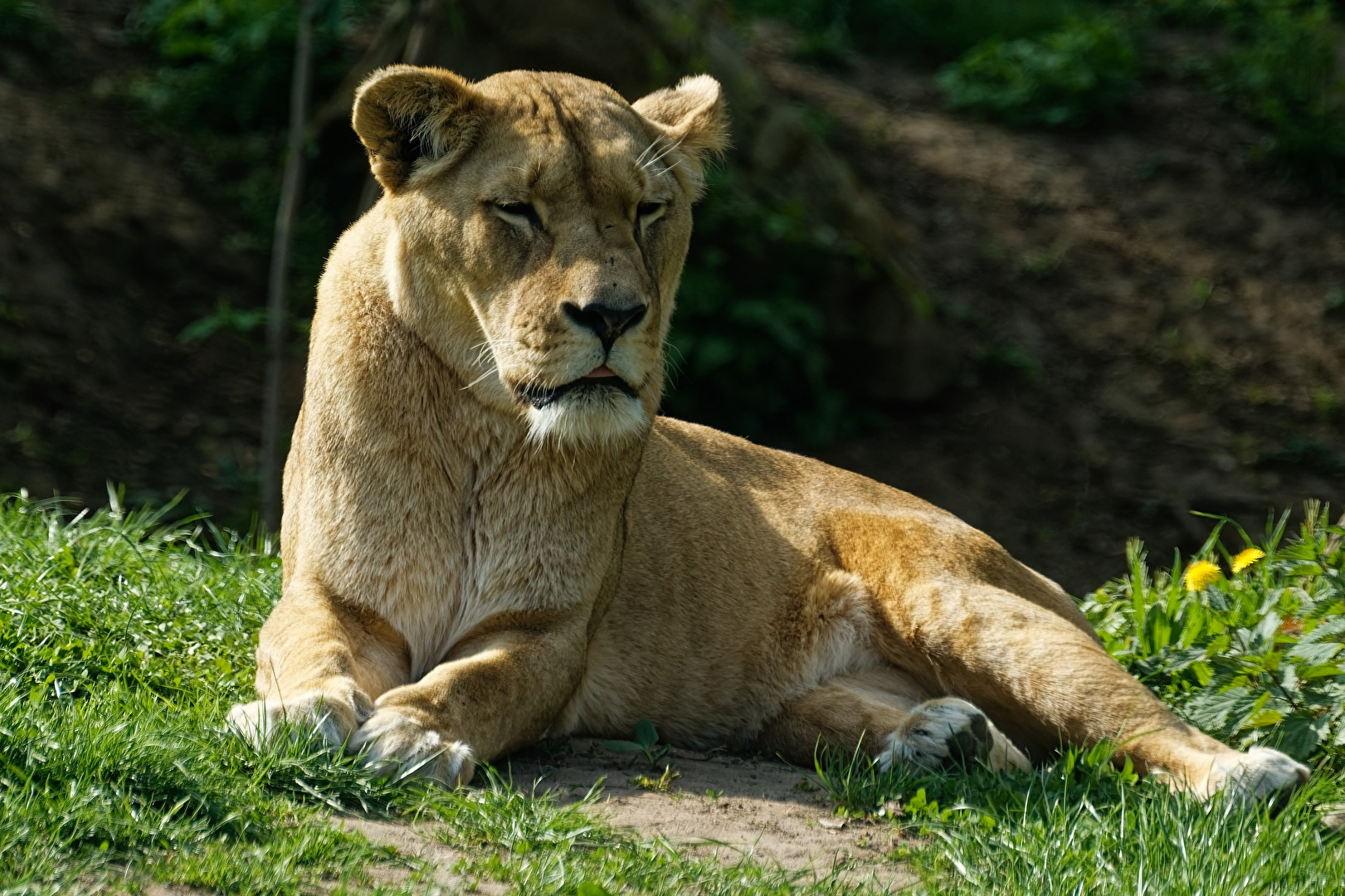 Löwin
