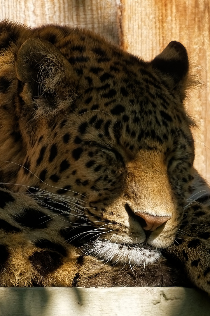 China. Leopard