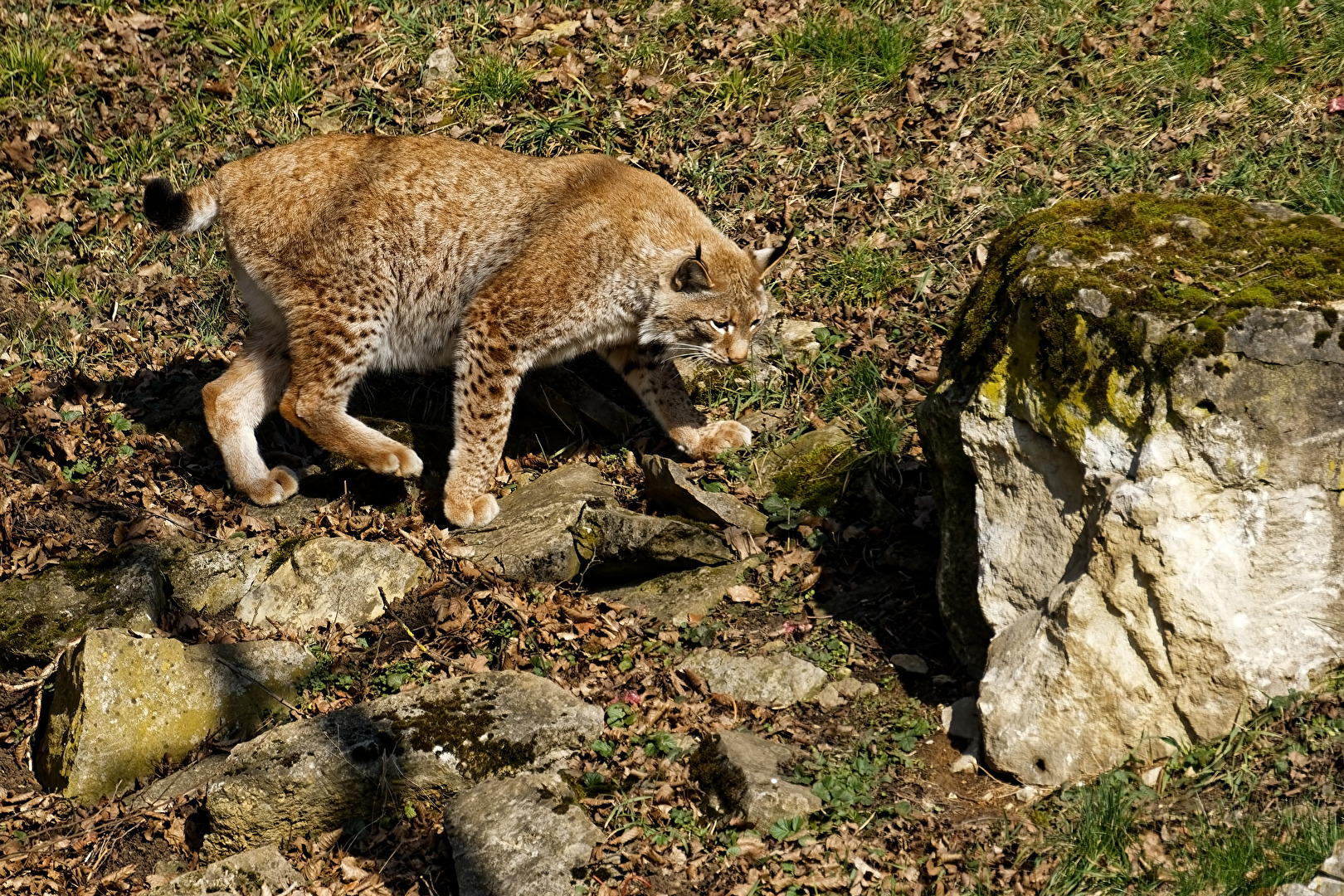 Luchs