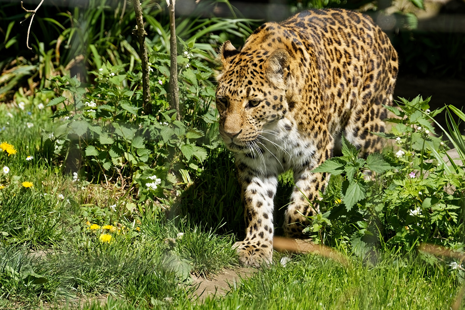 China. Leopard