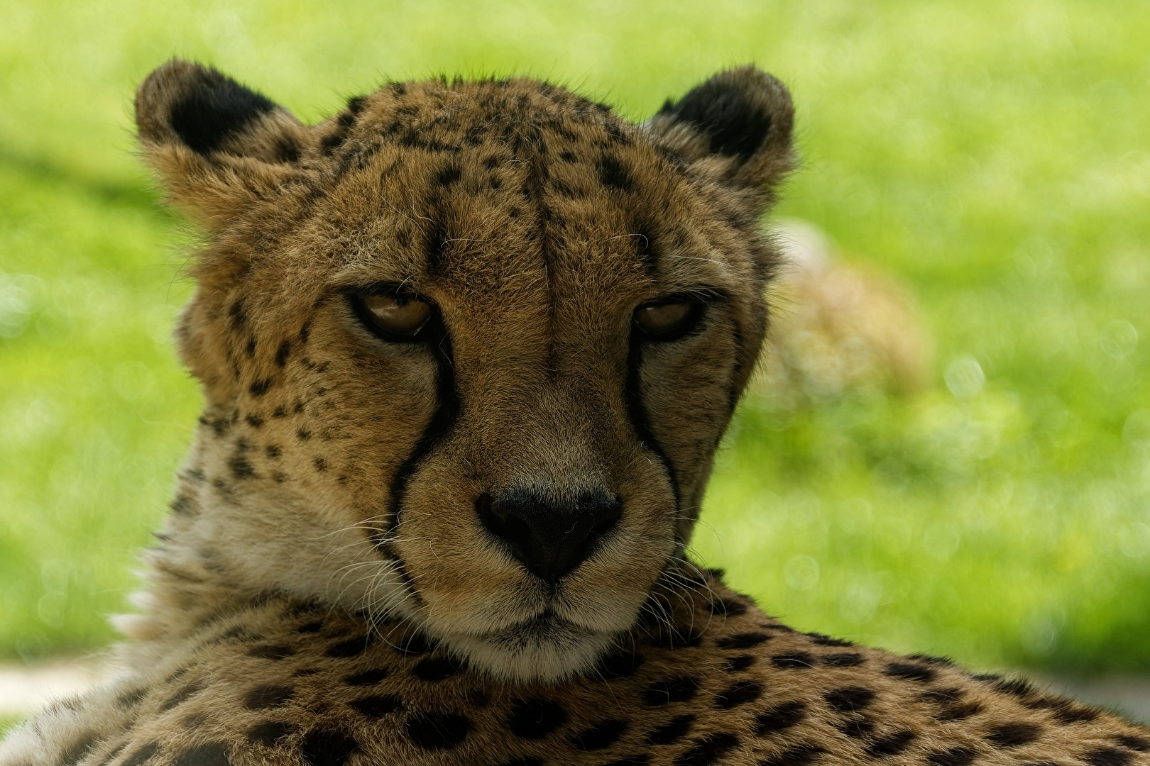 Gepard