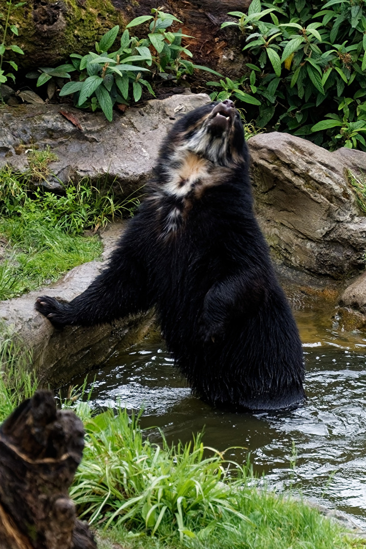 Brillenbär