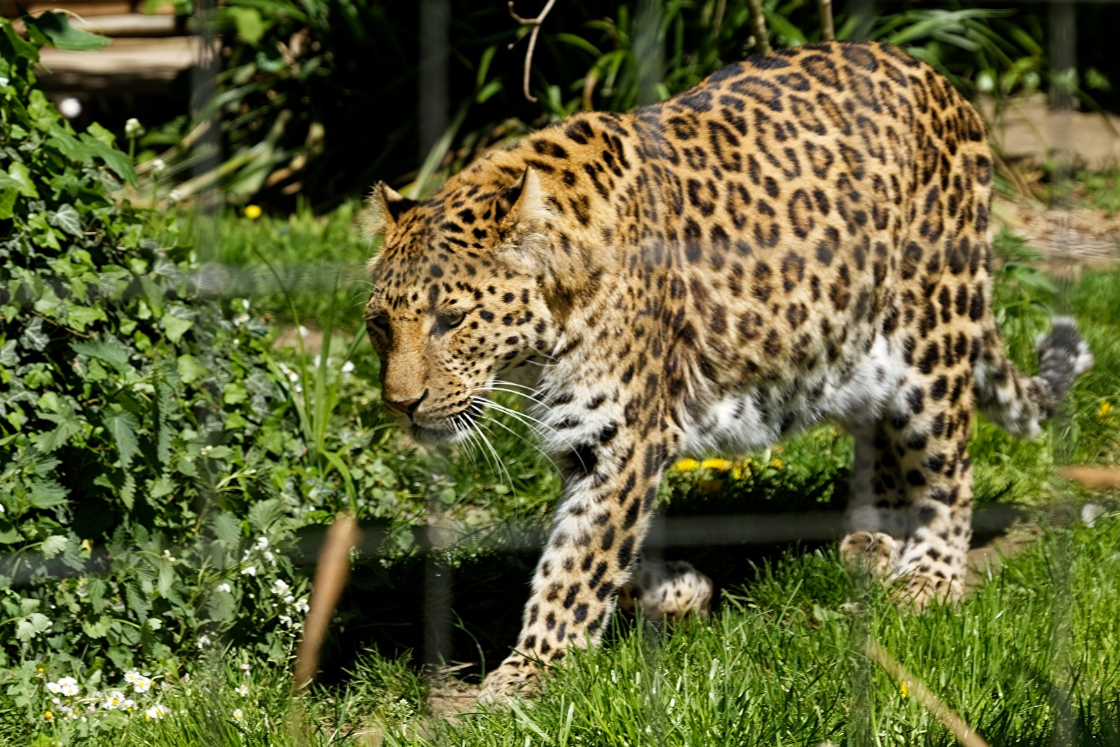 China. Leopard