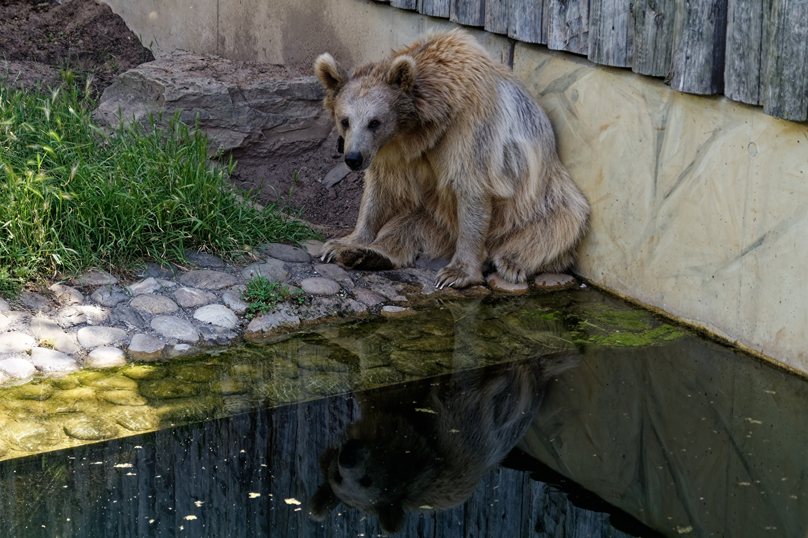 Syrischer Braunbär