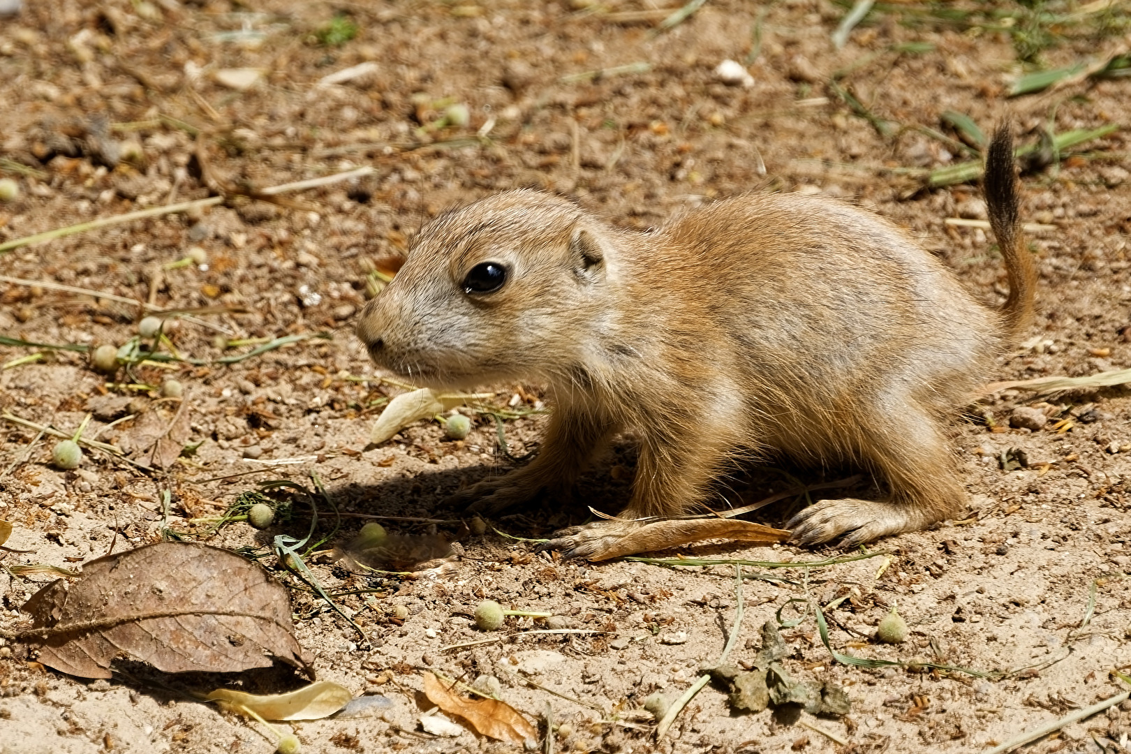 junges Erdmännchen