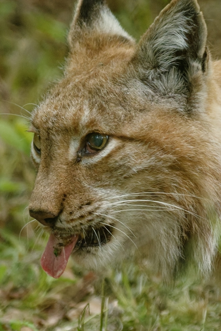 Luchs
