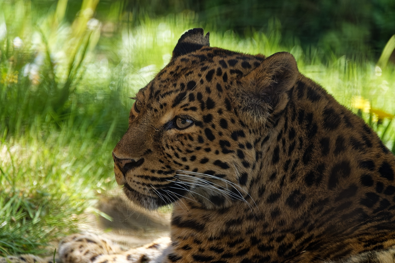 China. Leopard
