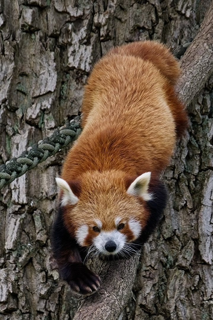 Roter Panda