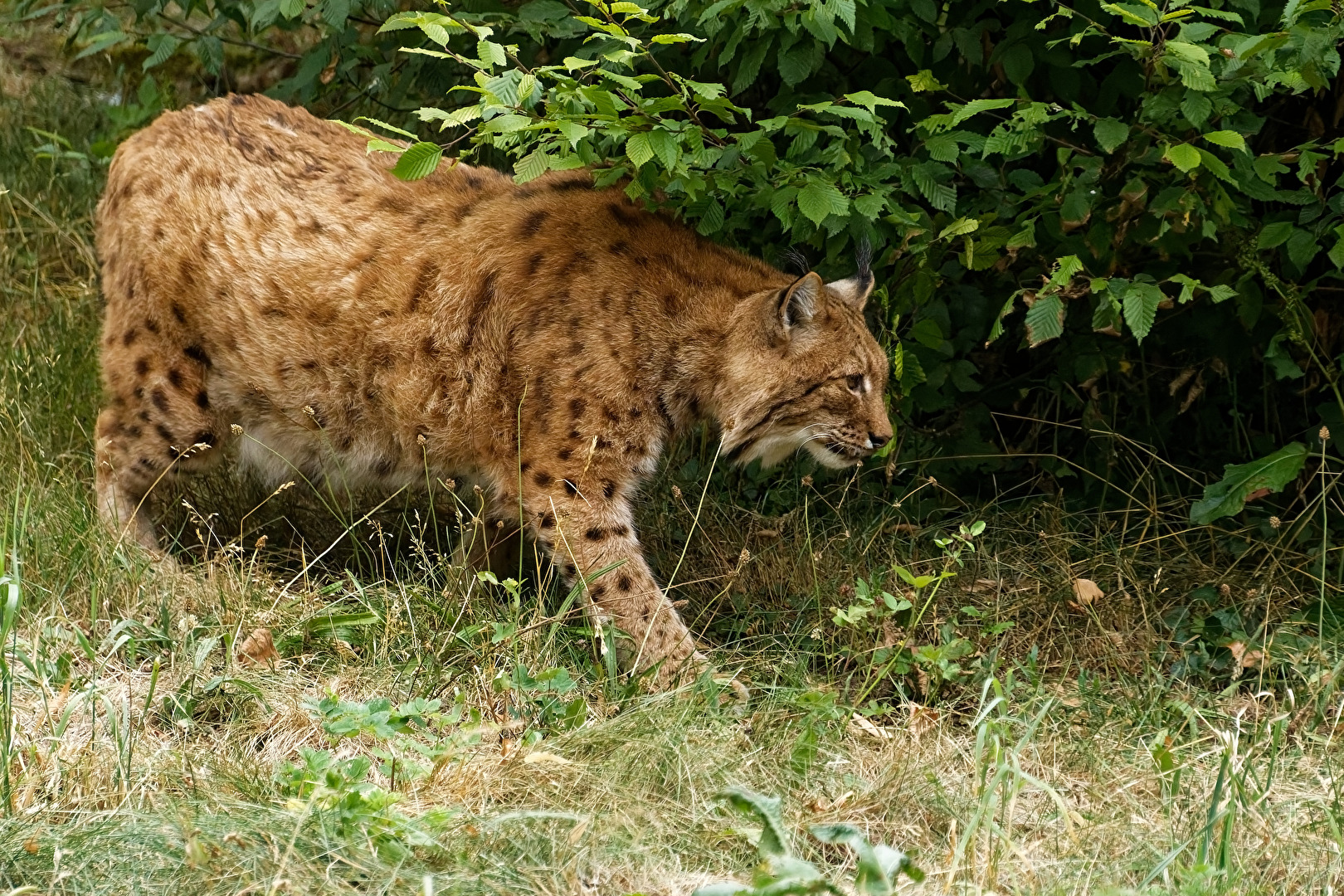 Luchs