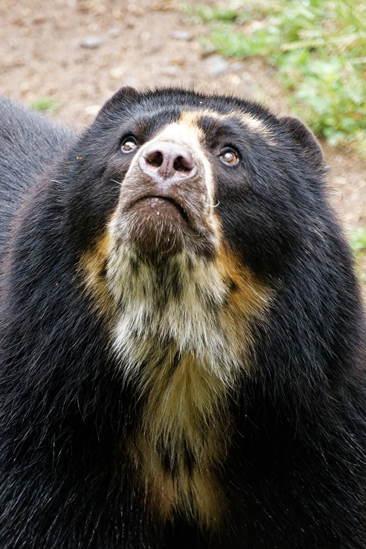 Brillenbär