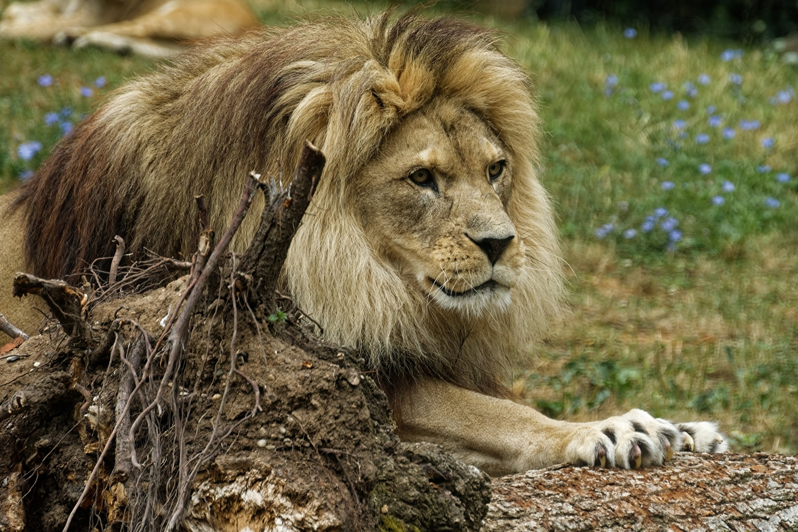 Löwe
