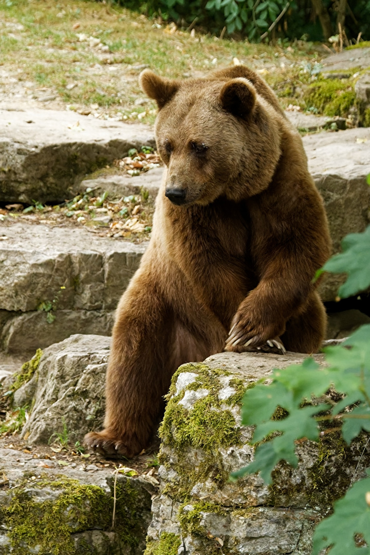 Braunbär