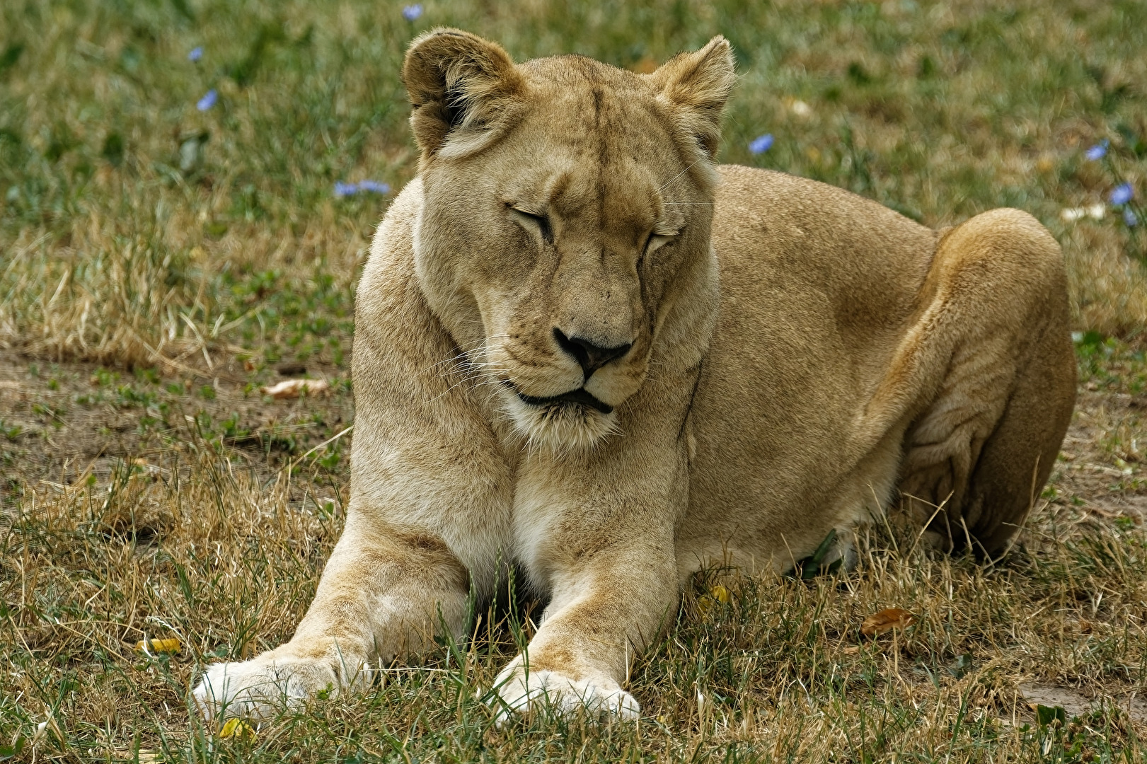 Löwin