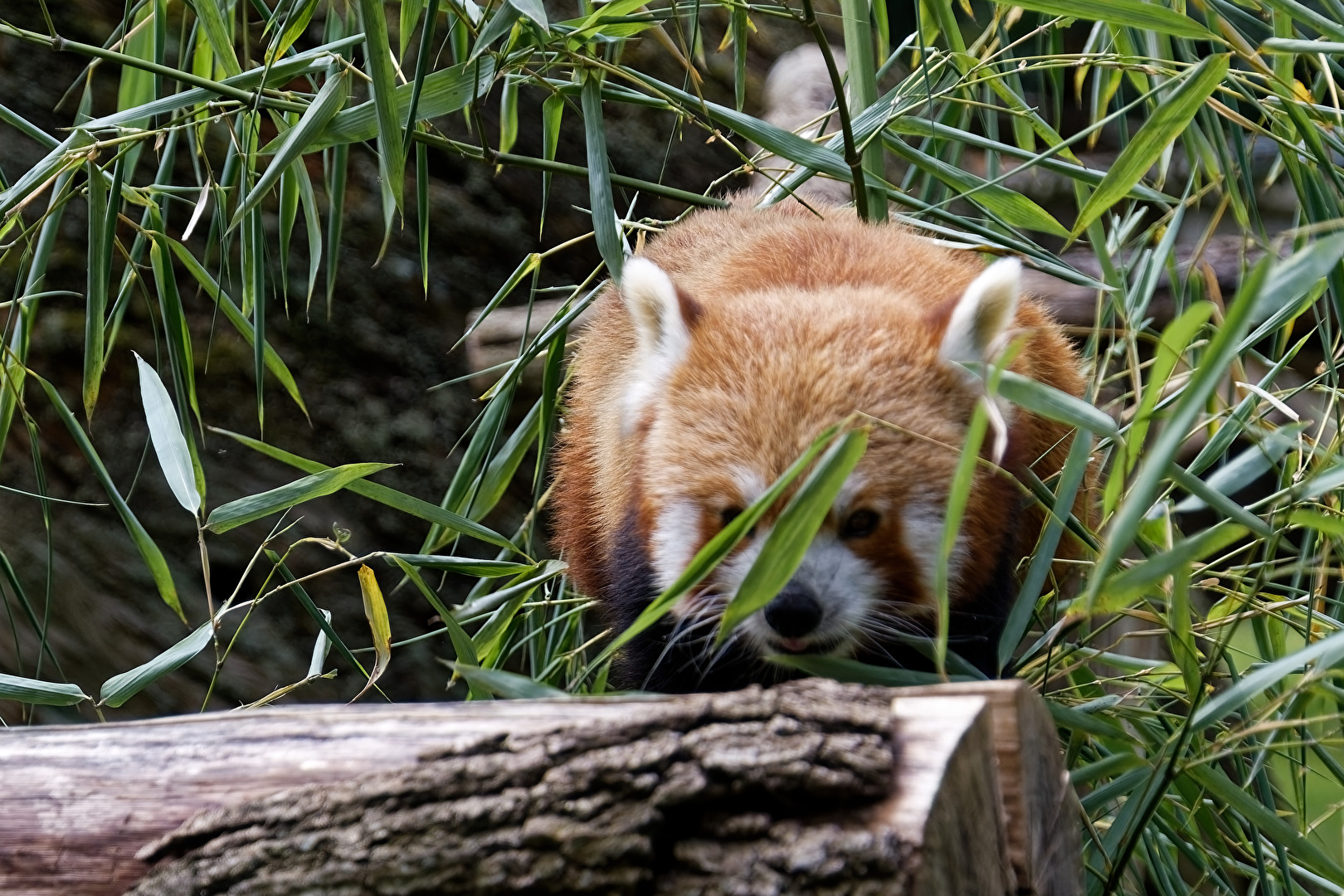 Roter Panda