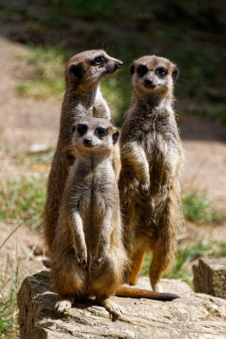 Erdmännchen