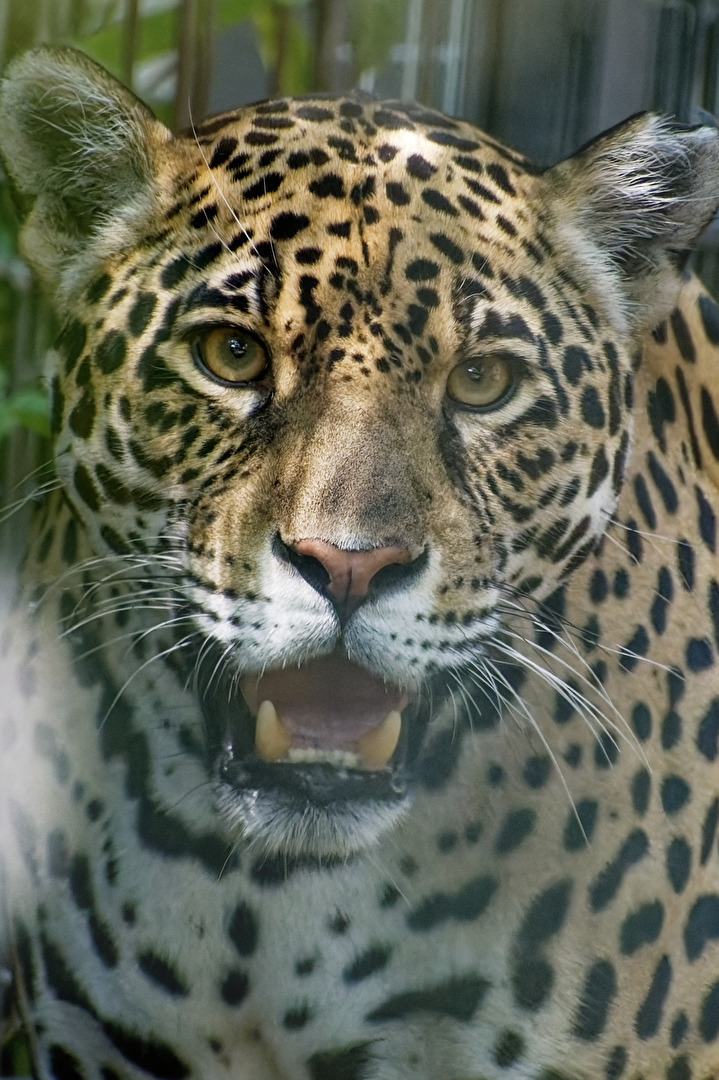 Jaguar