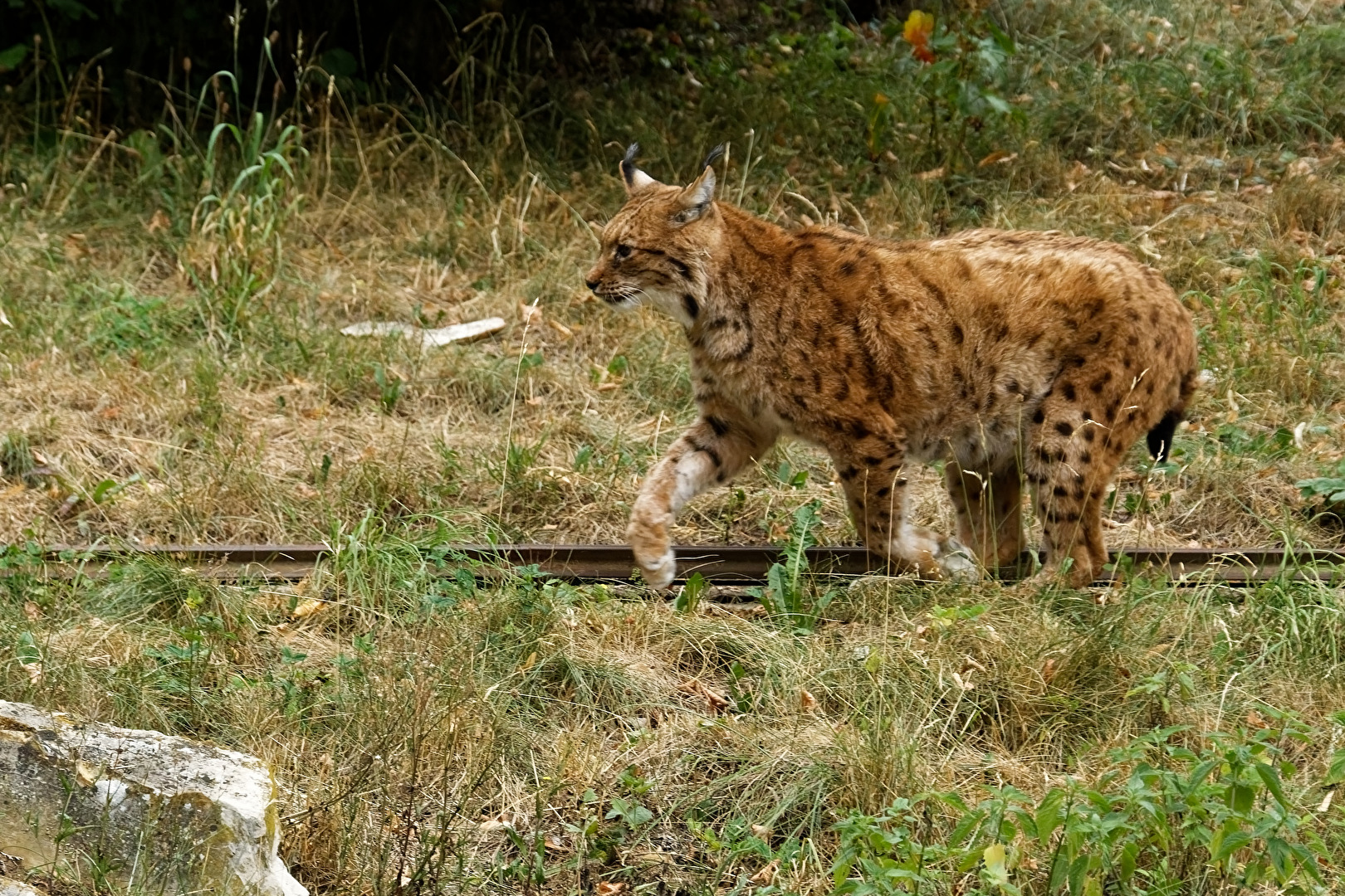 Luchs