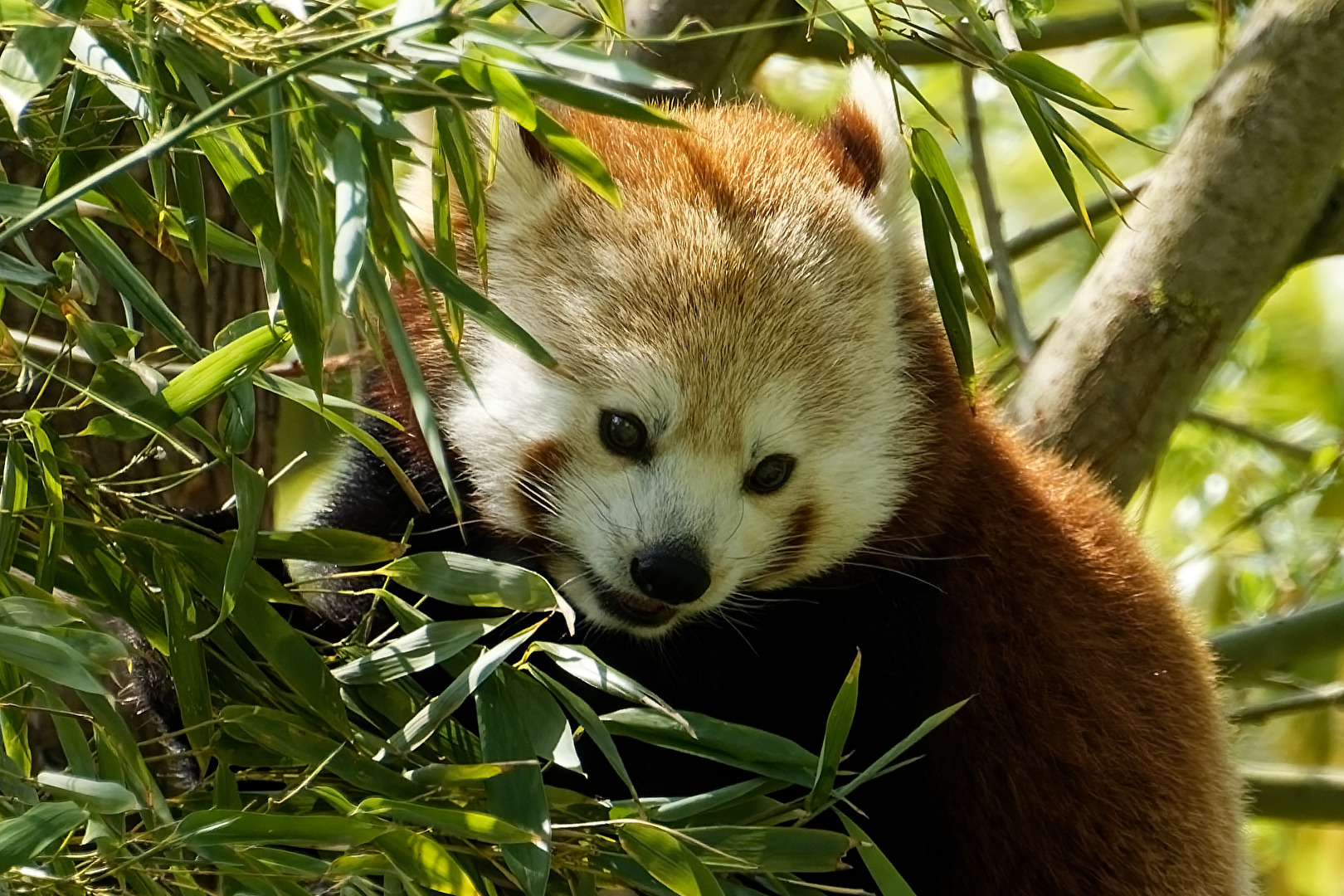 Roter Panda