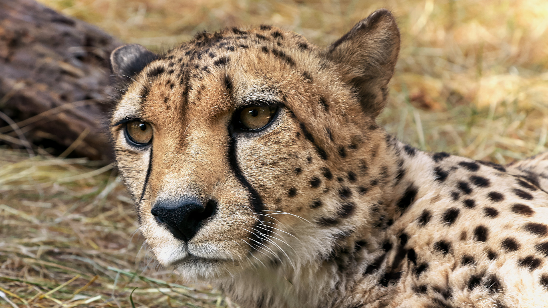 dein Nachbar wird mein Opfer