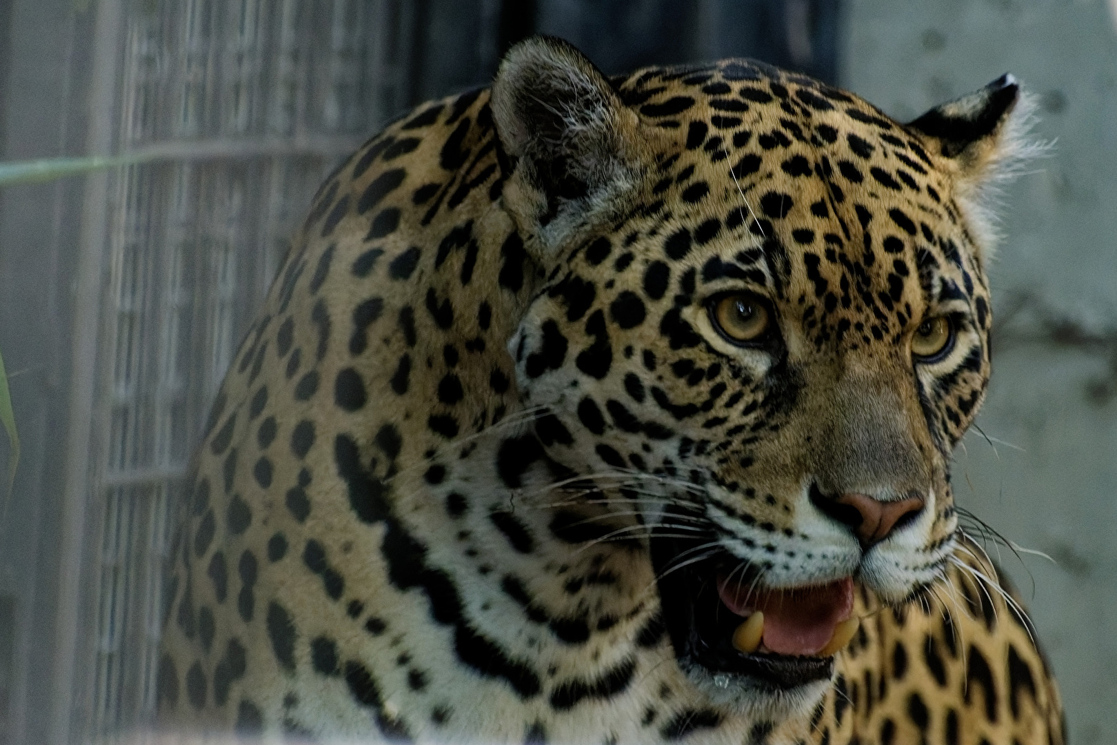 Jaguar