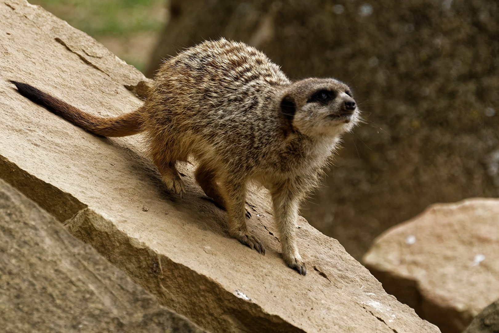Erdmännchen