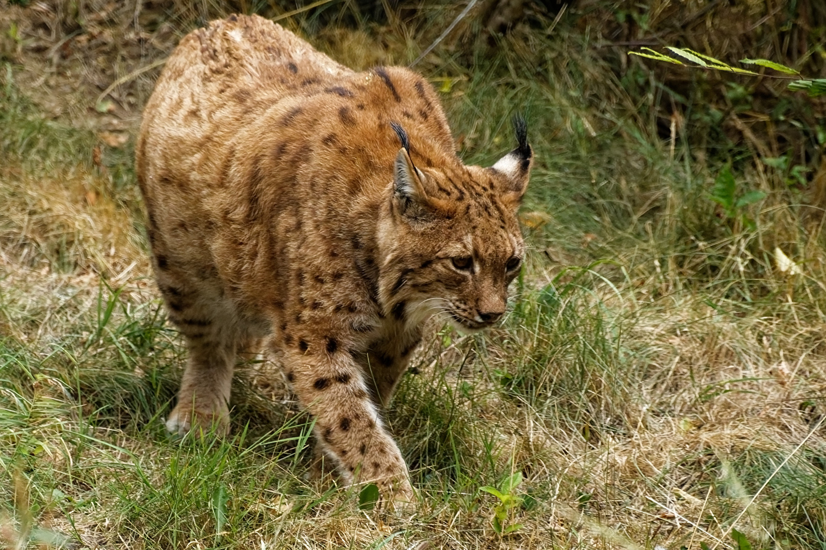 Luchs
