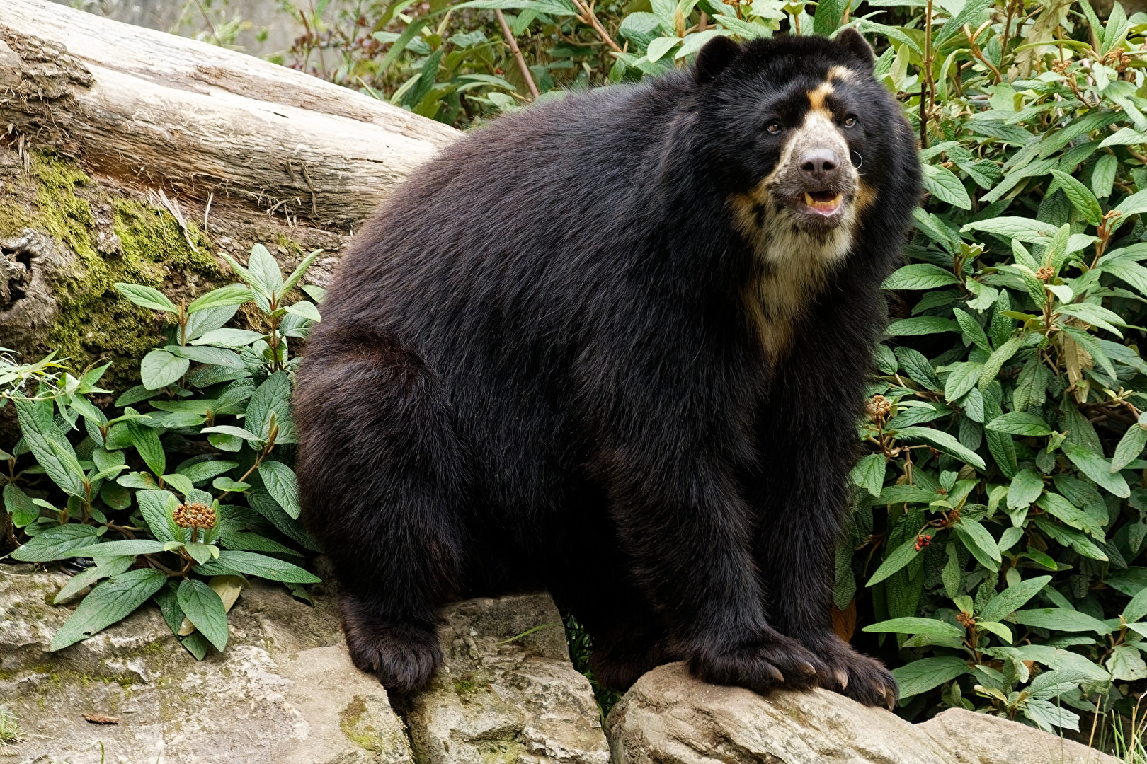Brillenbär