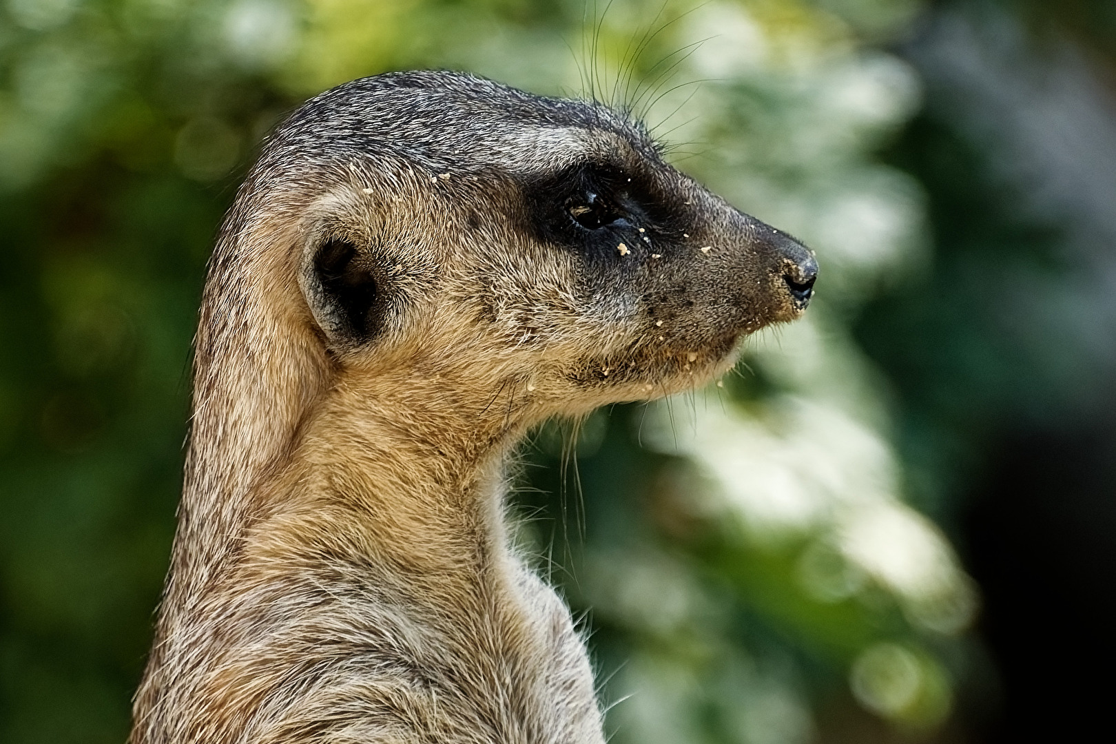 Erdmännchen