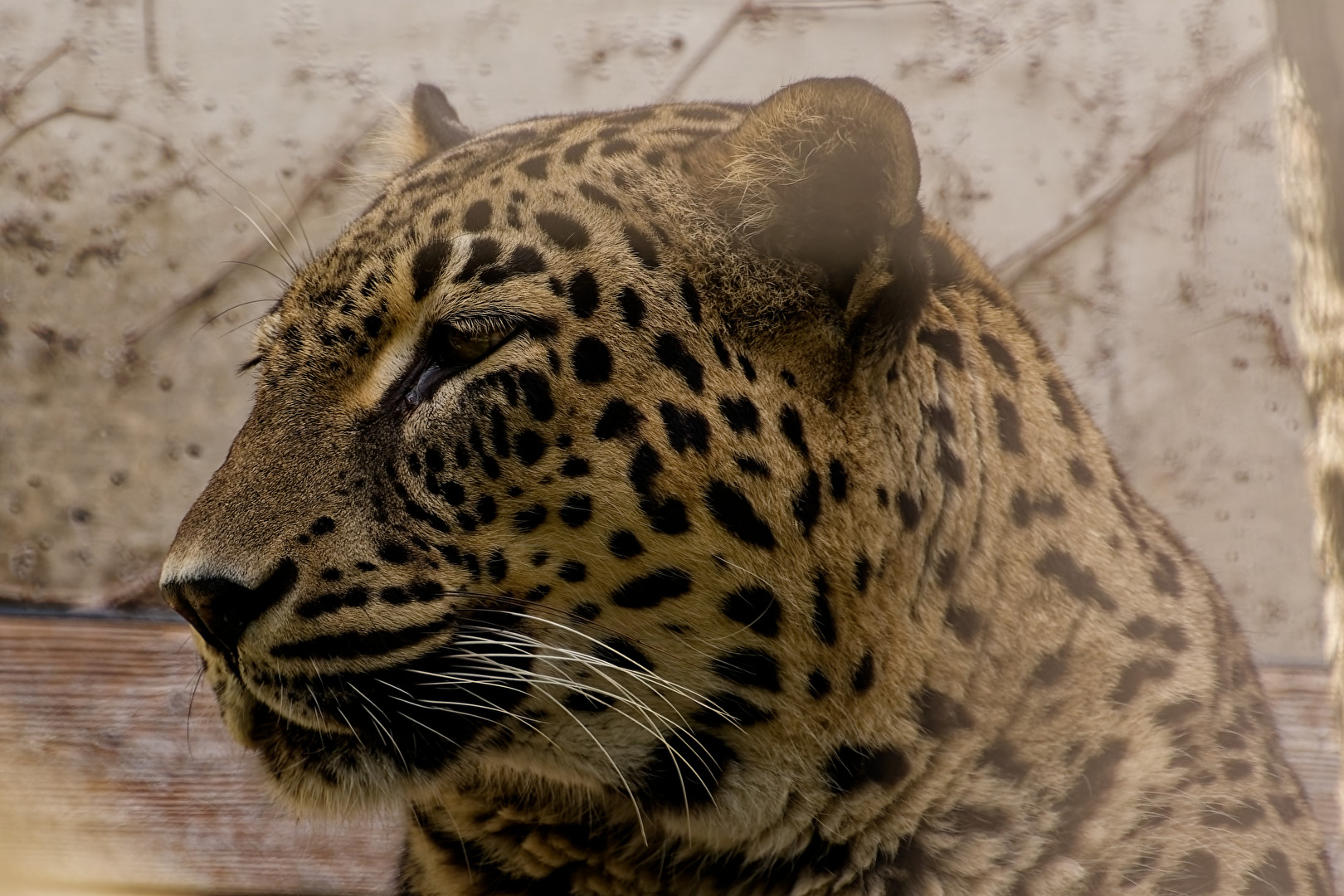 Persischer Leopard