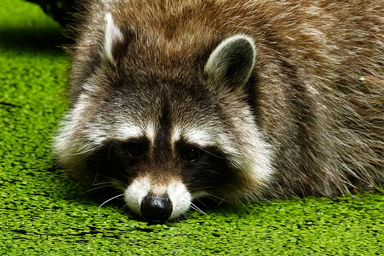 Waschbär