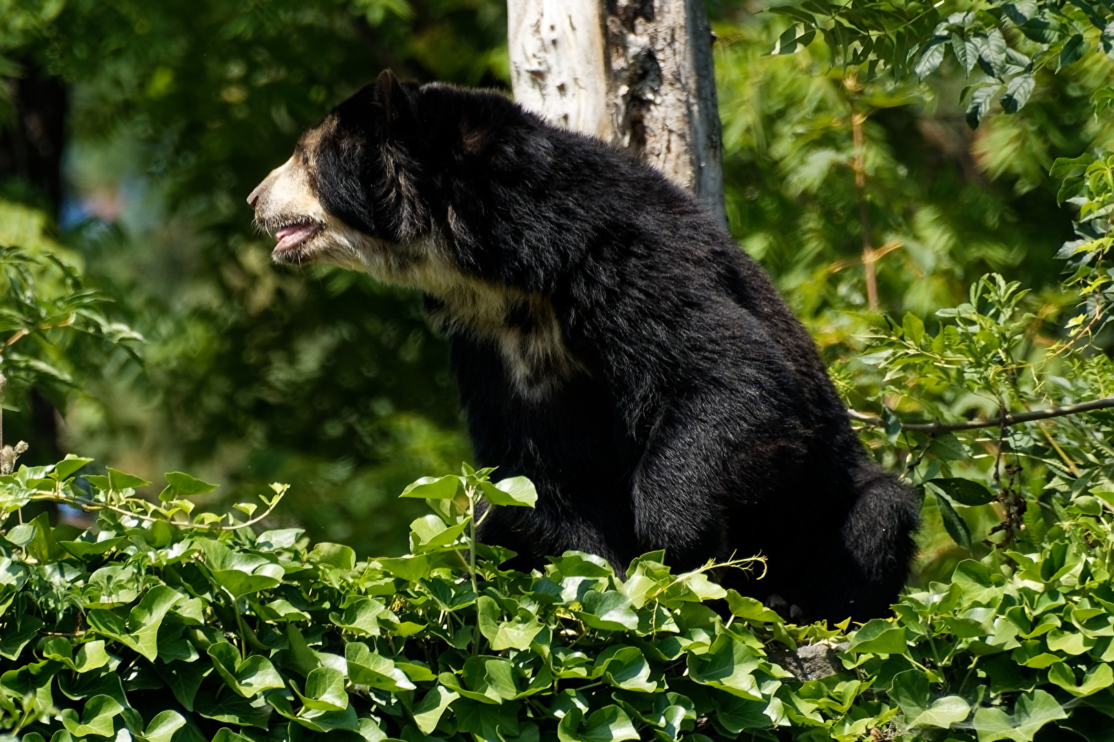 Brillenbär