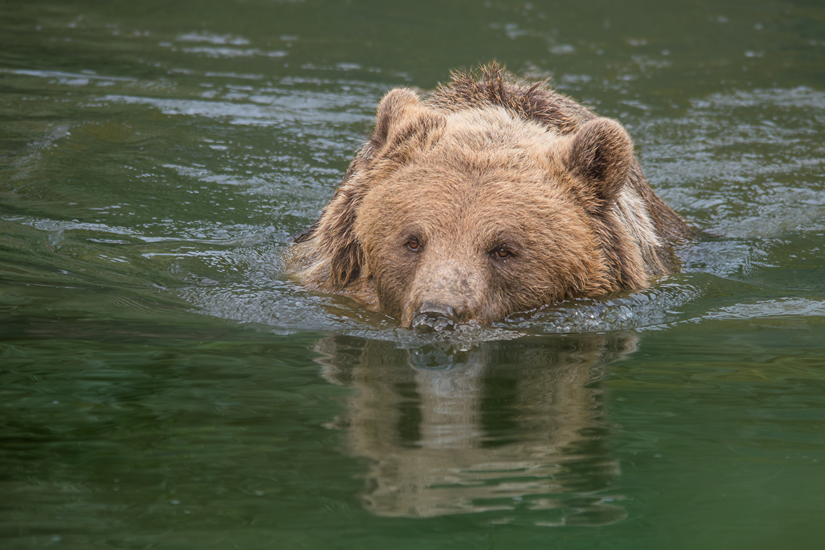 Der „Schwimmer“.