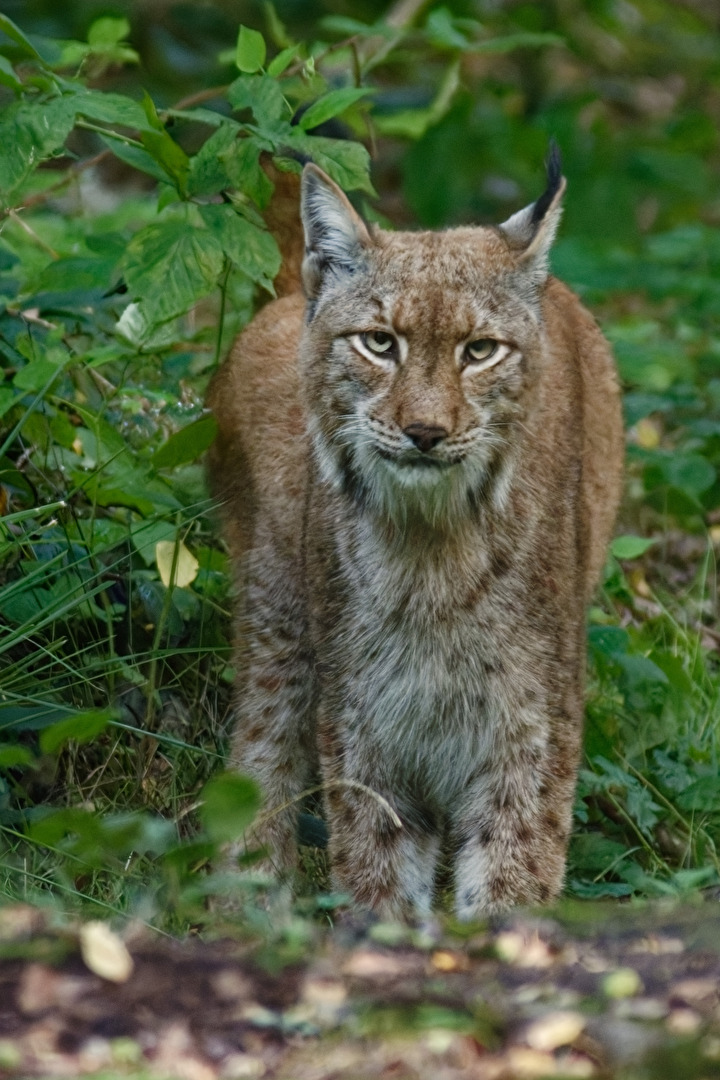 Luchs