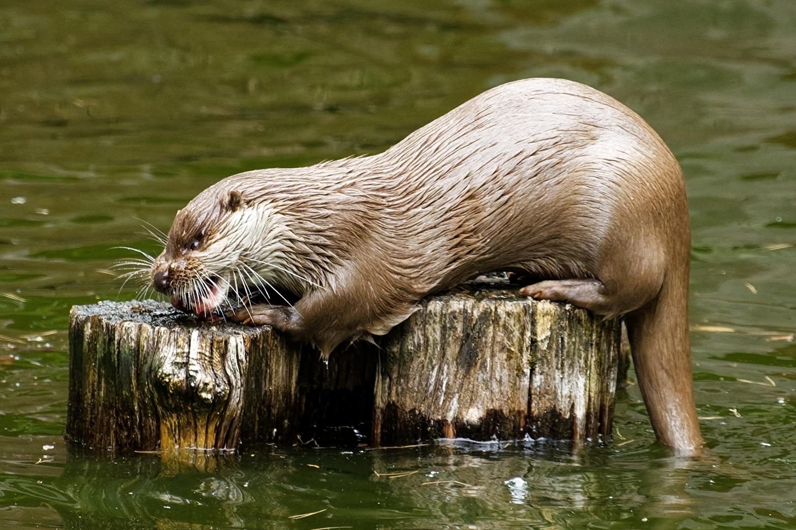 Fischotter