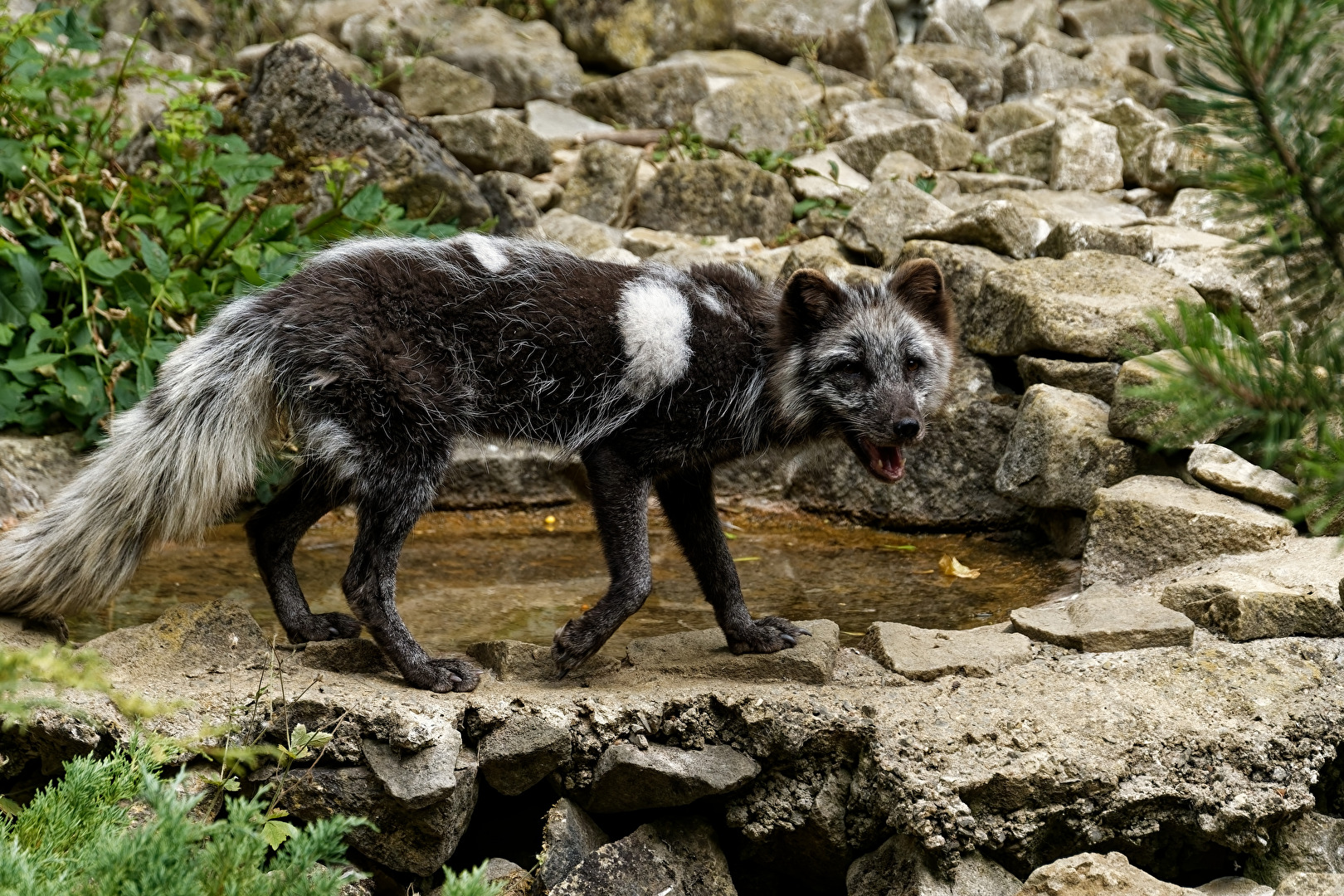 Polarfuchs