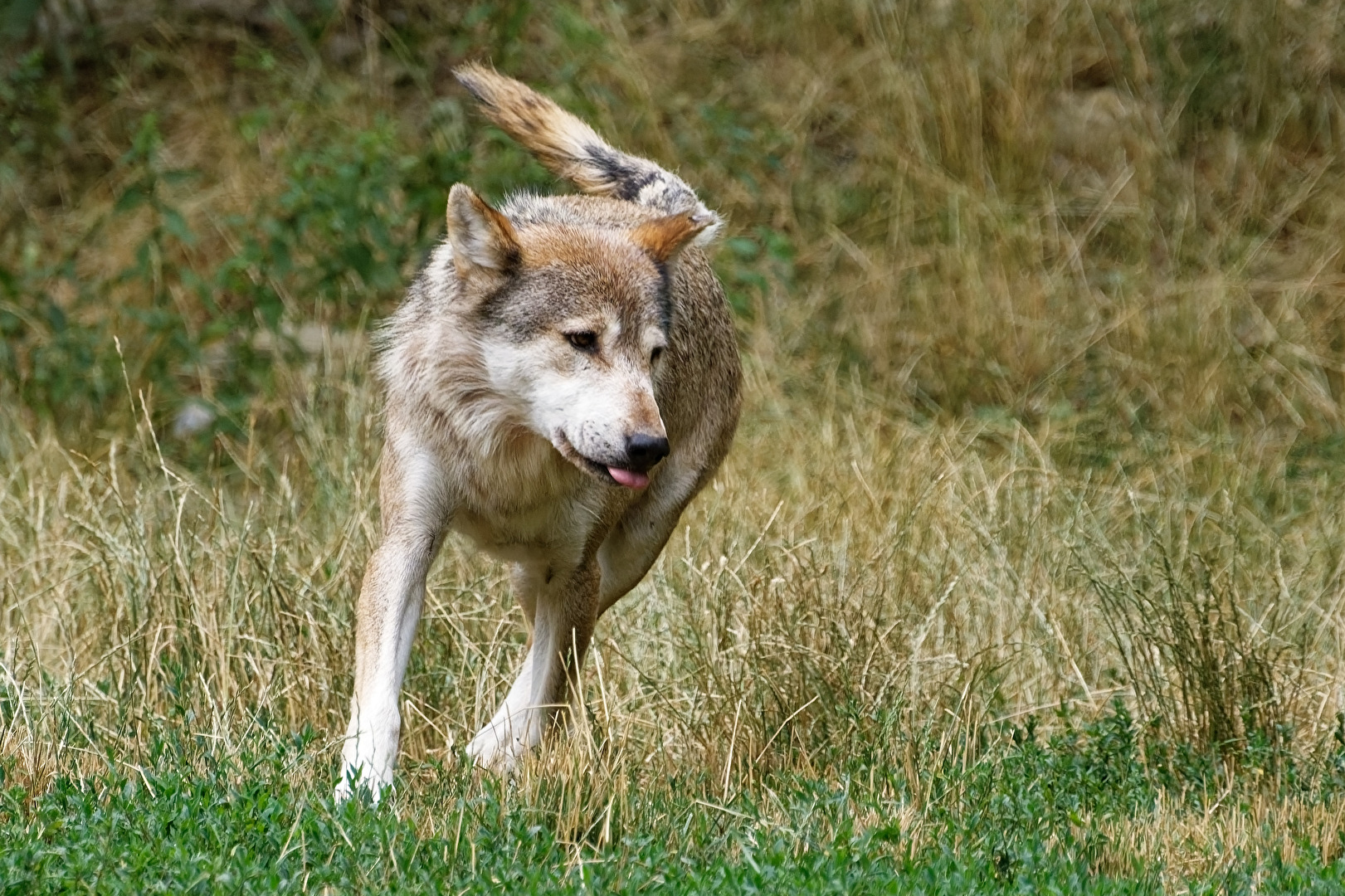 Timberwolf